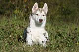 SIBERIAN HUSKY 896